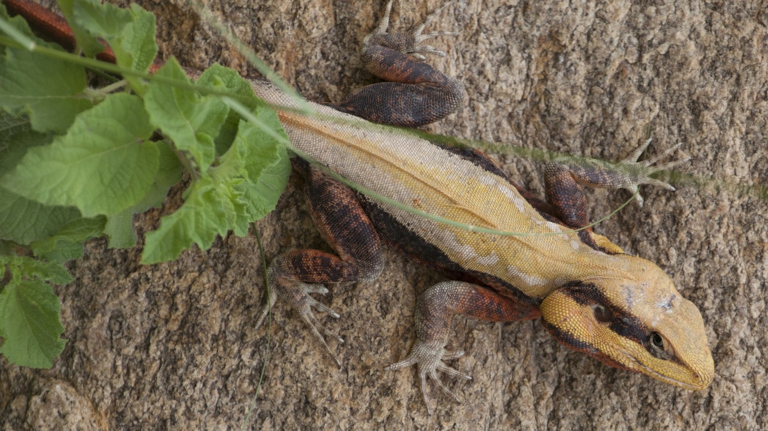 Reptile Hunger Games: How Lizards Gamble for Food